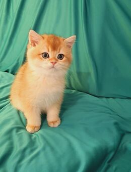 Liebevolle BKH und BLH Kitten - Schwalbach