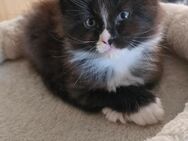 Reinrassige Maine Coon Kitten