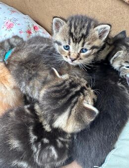 Kitten suchen liebevolles Zuhause - Gronau (Westfalen)