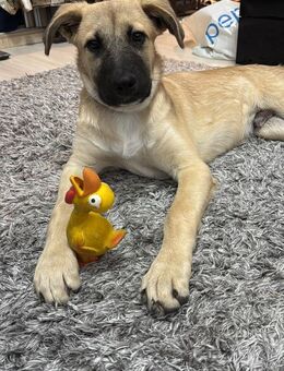 💛 Toller Junghund Scoobi 💛 - Eislingen (Fils)