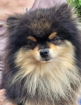 Zwergspitz Pomeranian Welpen - Dorsten