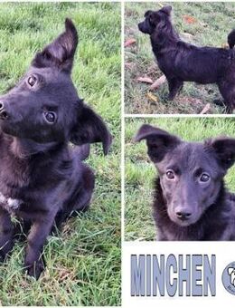 MINCHEN -ideale Familienhündin- - Duisburg