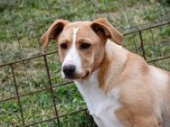 Pippo sucht genau Sie! - Neuss