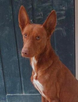 Sibu musste wohl sehr lange hungern.... - Laatzen