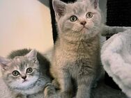 Bkh Babykatze Britische Baby Katzen - Wesseling