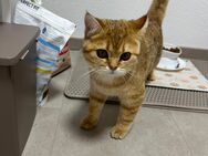 Britisch Kurzhaar Katze - Duisburg