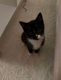 EKH Kätzchen sucht ein neues zu Hause - Belm