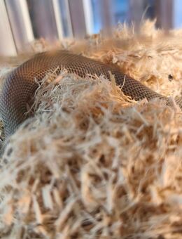 Hakennasennatter Axanthic Superconda - Wefensleben