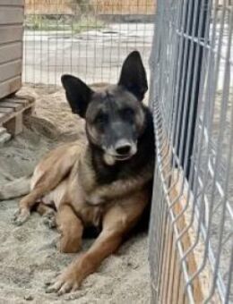 Athos 60 cm - Alpenrod