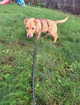 Ragnar sucht sein Wikingerschiff - Neuberg