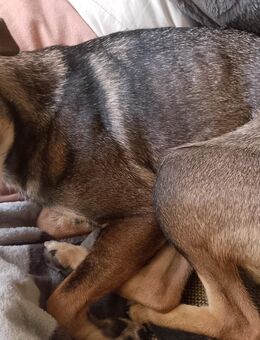 Chihuahua Rehpinscher - Finsterwalde