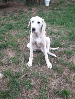 Benji 💙 lieb,aufgeschlossen,verschmust - Bad Karlshafen