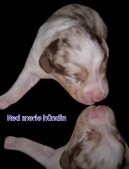 Bezaubernde Miniature Australian Shepherd Welpen suchen ihr Zuhause - Heinsberg