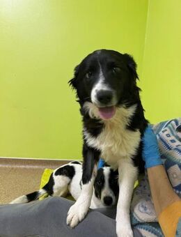 Frankie - sportlicher Border Collie Mix - Schlitz