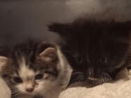 2 süße EKH Kitten suchen ein Zuhause - Hagen (Stadt der FernUniversität)