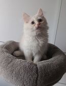 Maine Coon Perser Mix Kater, weiß rötlich, 5 Monate, Katze, Katzenbaby, Babykatzen, cats in 12163