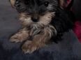 Reinrassige Yorkshire Terrier in 99752