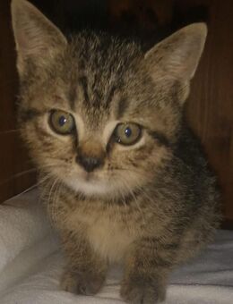 Vollständig geimpfte und gechipte BKH Kitten können ausziehen!!!! - Berlin