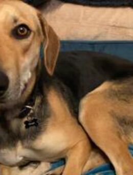 Ella -zur Pflege in 27798 Hude- - Oldenburg