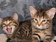 Kitten suchen ein neues Zuhause - Bremen