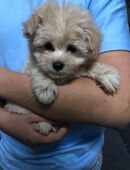 Pomapoo Welpen – Wir haben noch 2 Pomapoo Welpen abzugeben: 1 Mädchen und Rüden. in 65205