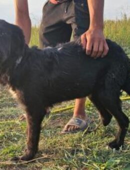 Viva, Labradormix - Bissingen