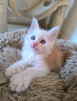 Reinrassige Maine Coons - Alsleben (Saale)