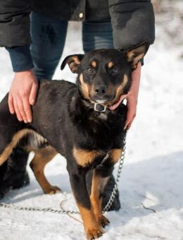 Dobby - Zuhause gesucht - Deidesheim