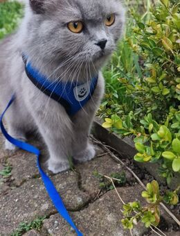 Britisch langhaar katze - Heide