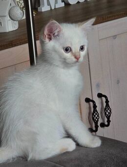 Ein kleiner Britisch Kurzhaar Kater in seltener Farbe red point white mit blauen Augen sucht ein liebevolles Zuhause - Seelitz
