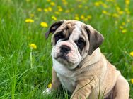 Englische Bulldogge Weiblich 6 Monate Freiatmend , stubenrein , sozial - Berlin