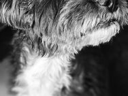 Hunde-Kumpel gesucht auf Lebenszeit - Schwerin