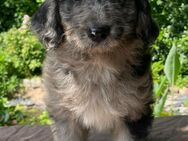 Aussie Doodle F1 medium/mini - Pudel x Australian Shepherd - Rotenburg (Wümme)