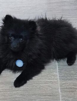 Reinrassiger Pomeranian Zwergspitz Welpe - Mörnsheim