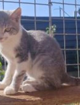 Emelie; süßes Katzenmädchen - Geilenkirchen