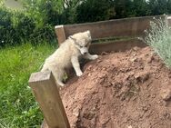Quentin und Quasimodo Siberian, Malamutes zum Verlieben - Seßlach