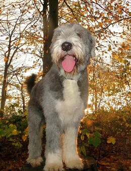 Deckrüde / Prächtiger Bearded Collie - Essen