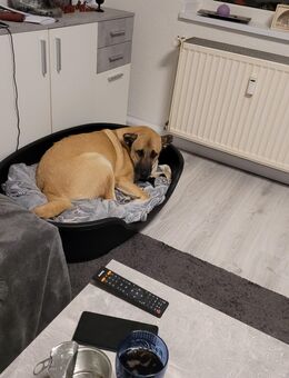 Liam sucht dringend ein neues Zuhause - Köln