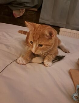 rotes Katerchen Raphino ..ist reserviert... - Siegburg