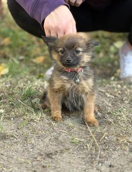 Winnie - ein verspieltes Welpenmädchen - Köln
