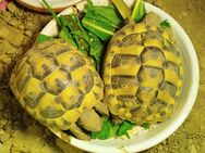Verkaufe 2 griechische Landschildkröten mit Papieren - Dornburg