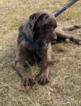 Lieber Labrador sucht neues Zuhause! - Burgdorf (Landkreis Region Hannover)
