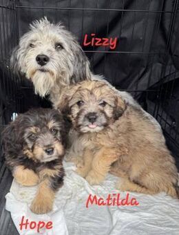 Hope und Matilda suchen ein Zuhause - Egestorf