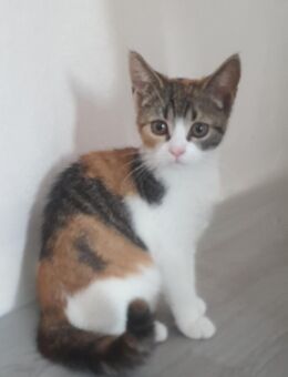 BKH MIX KITTEN suchen neues Zuhause - Papenburg