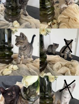 bkh kitten abzugeben - Kiel Mettenhof