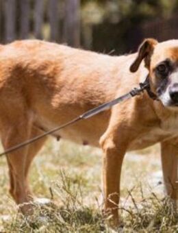 Liebste Senka mit einem großen Herzen - Hamburg