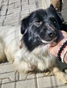 Stella - Die tapfere Dreibeinige - Weilheim (Oberbayern)