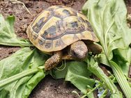 Griechische Landschildkröten, THB Nachzucht 2021 abzugeben - Straßkirchen