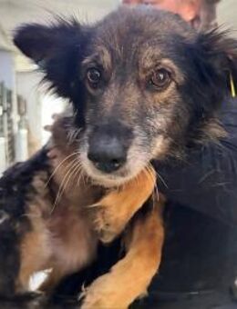 Daisy wartet in 97332 Obervolkach - Oberwies