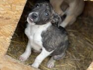 Süßer FRIDOLIN sucht libes Zuhause - Neuberg